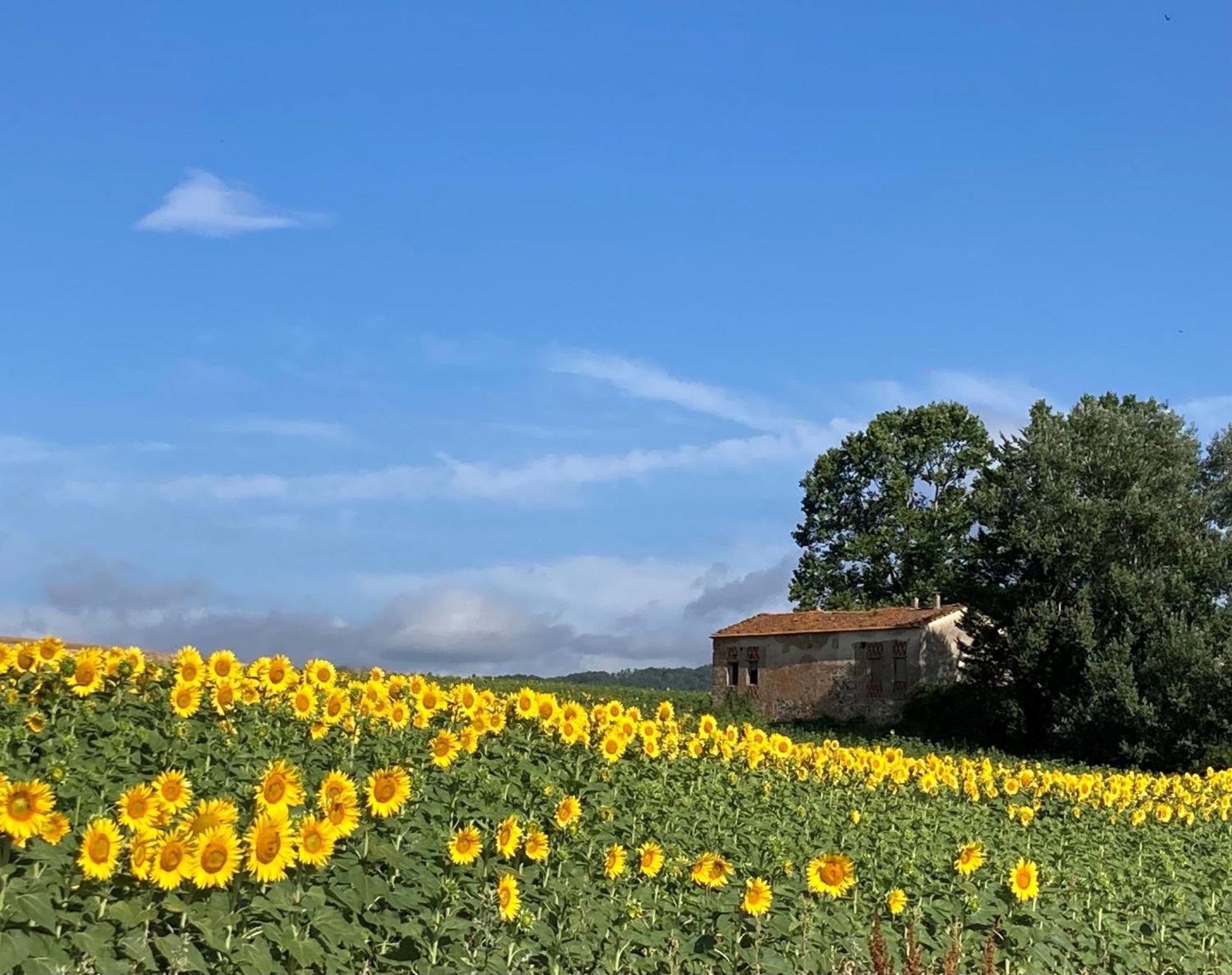 Agriturismo Poggio Di Sotto Галлиано Экстерьер фото